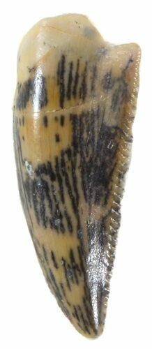 Serrated, Raptor Tooth - Morocco #47014